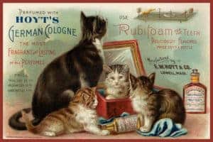 dental-poster-cats dental-poster-cats